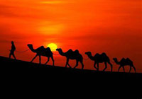 Are Camels On The Horizon? 